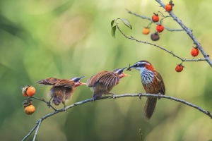 Salon.Photo Gold Medal